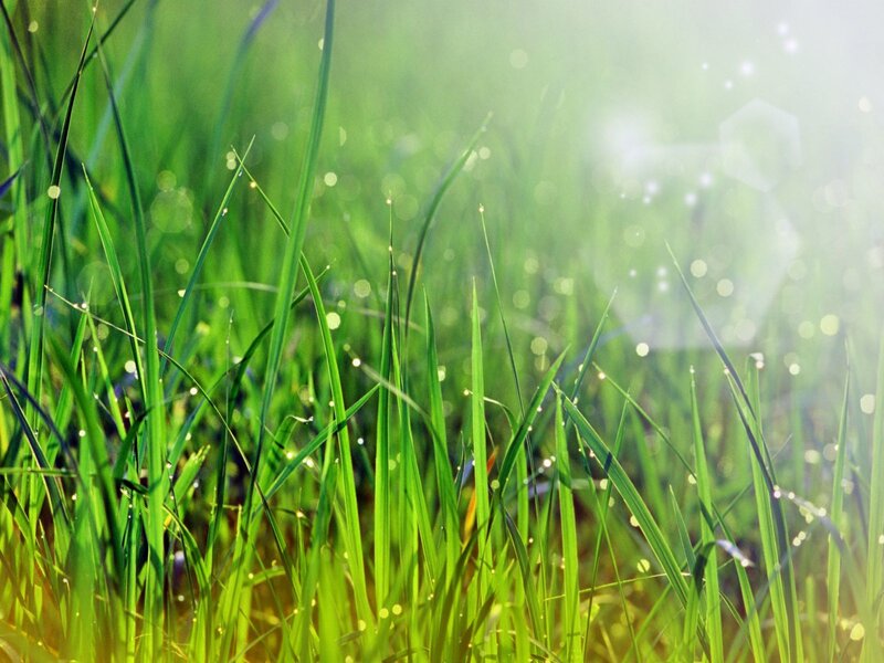 Sunlit grass with dew drops