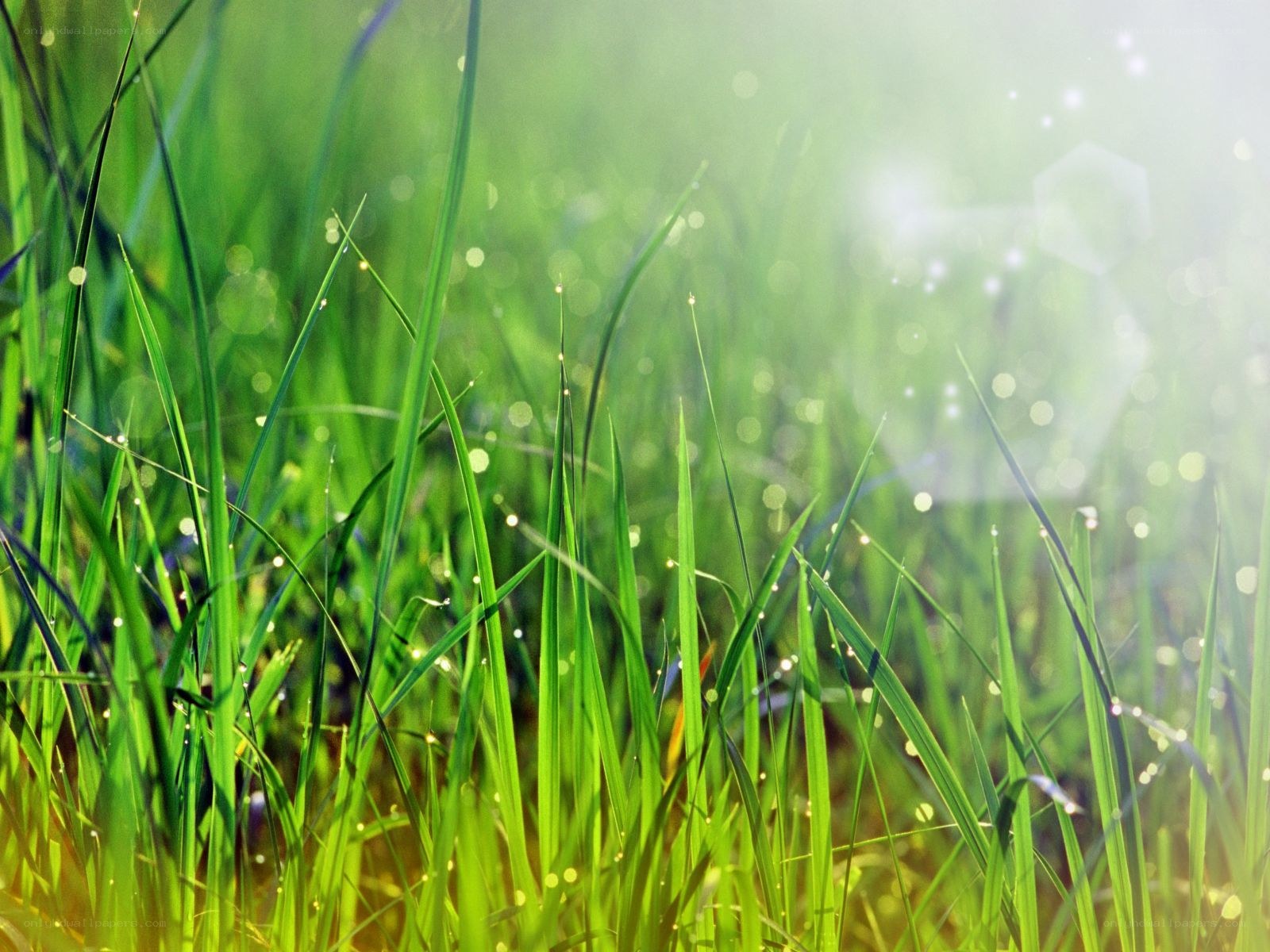 Sunlit grass with dew drops
