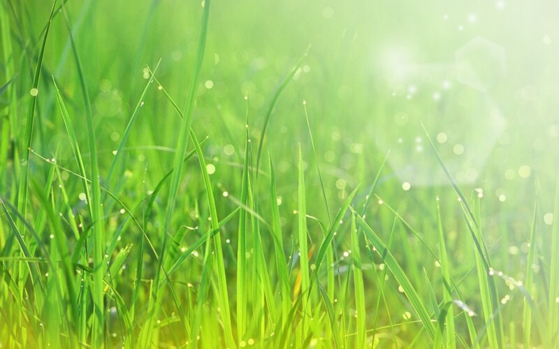Sunlit grass with dew drops