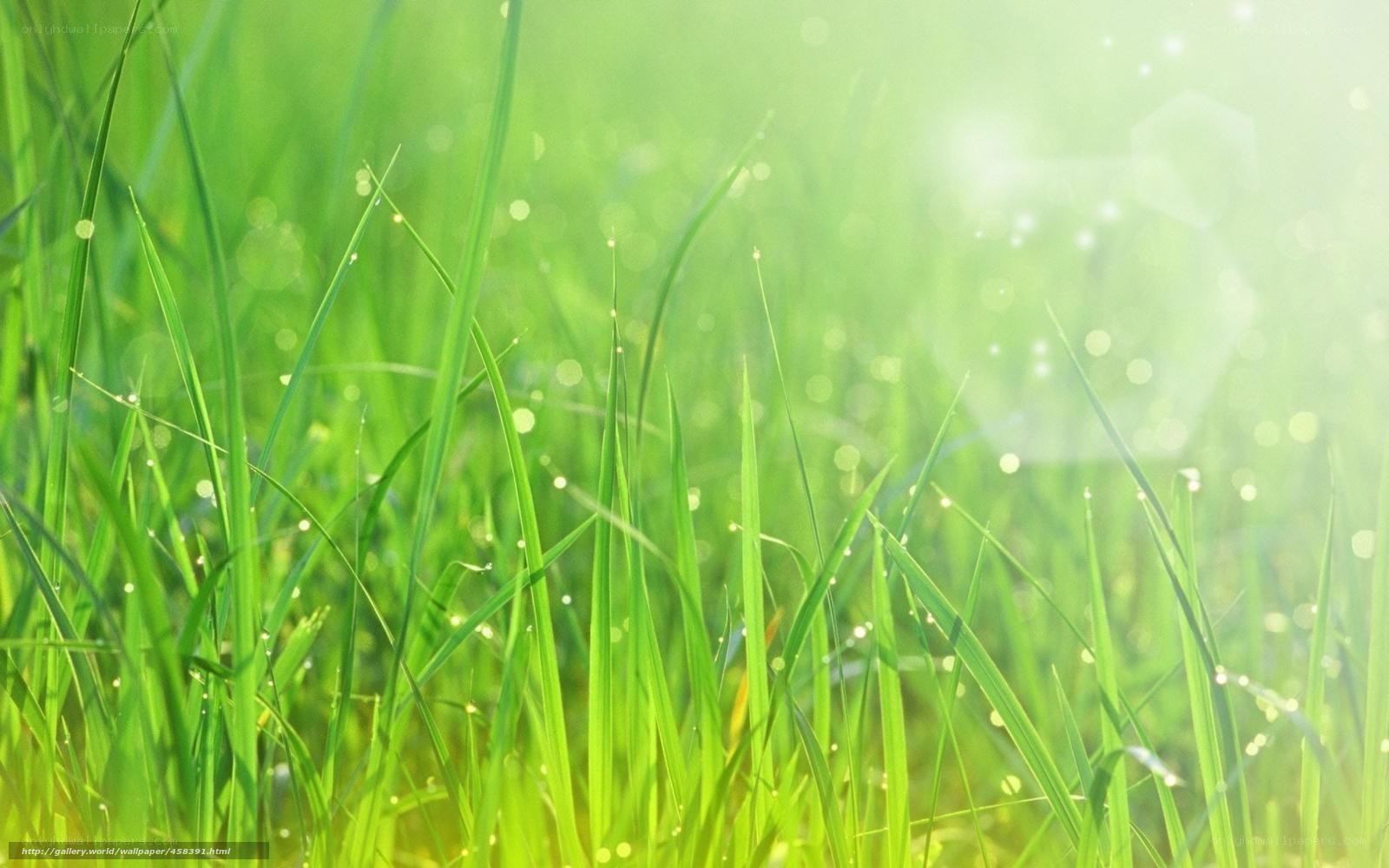 Sunlit grass with dew drops