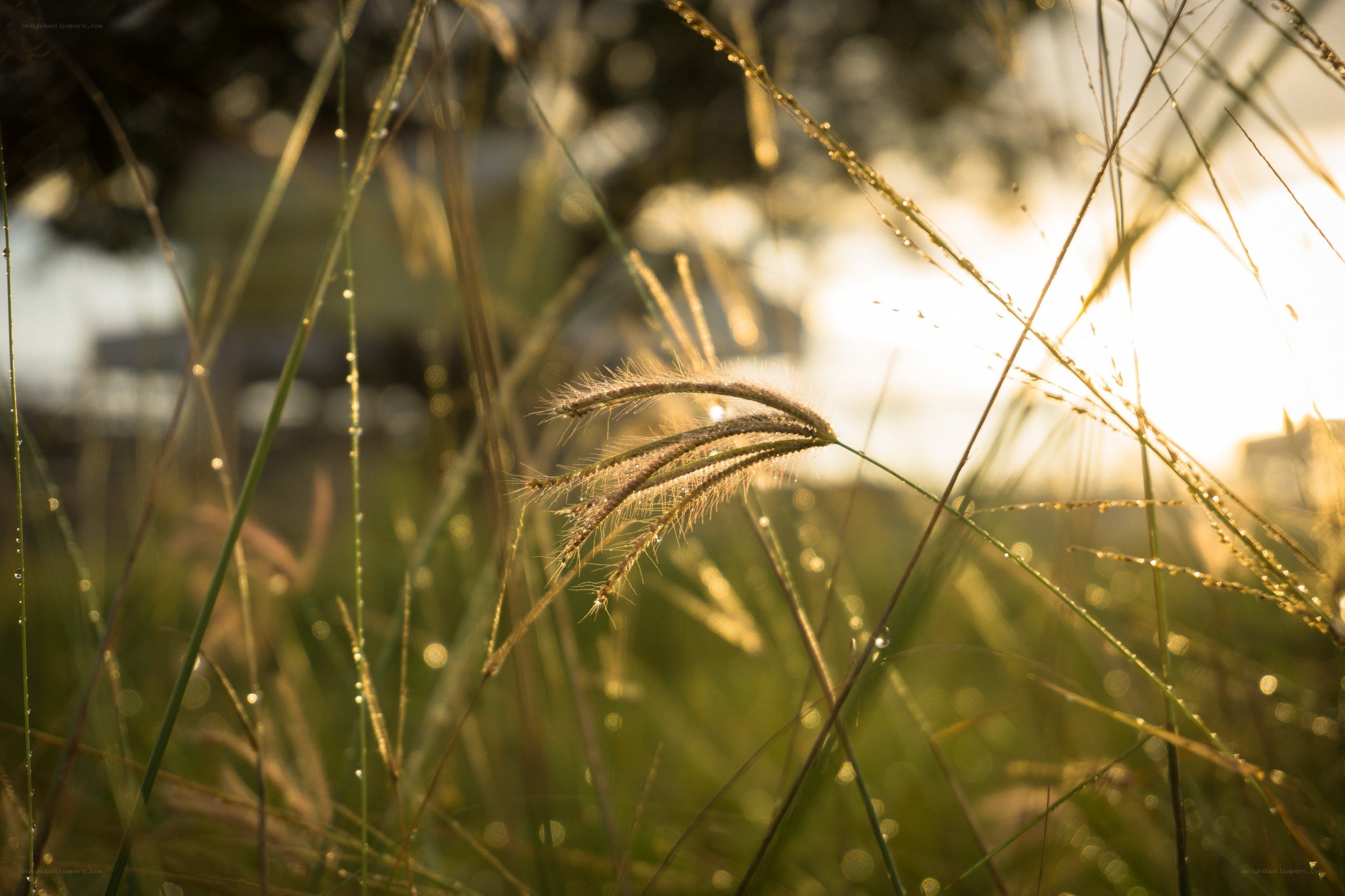 Sunlit grass with dew drops