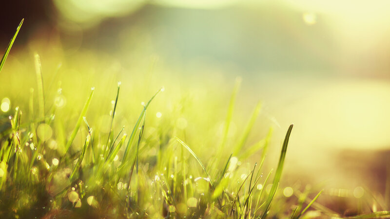 Sunlit grass with dew drops