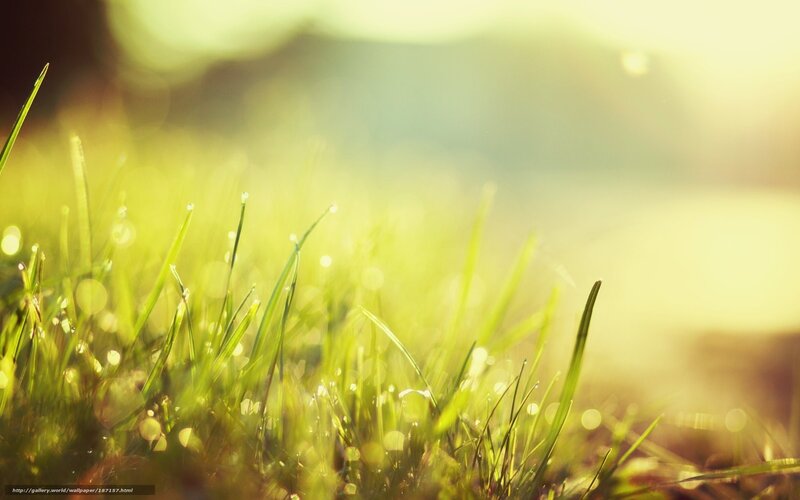 Sunlit grass with dew drops