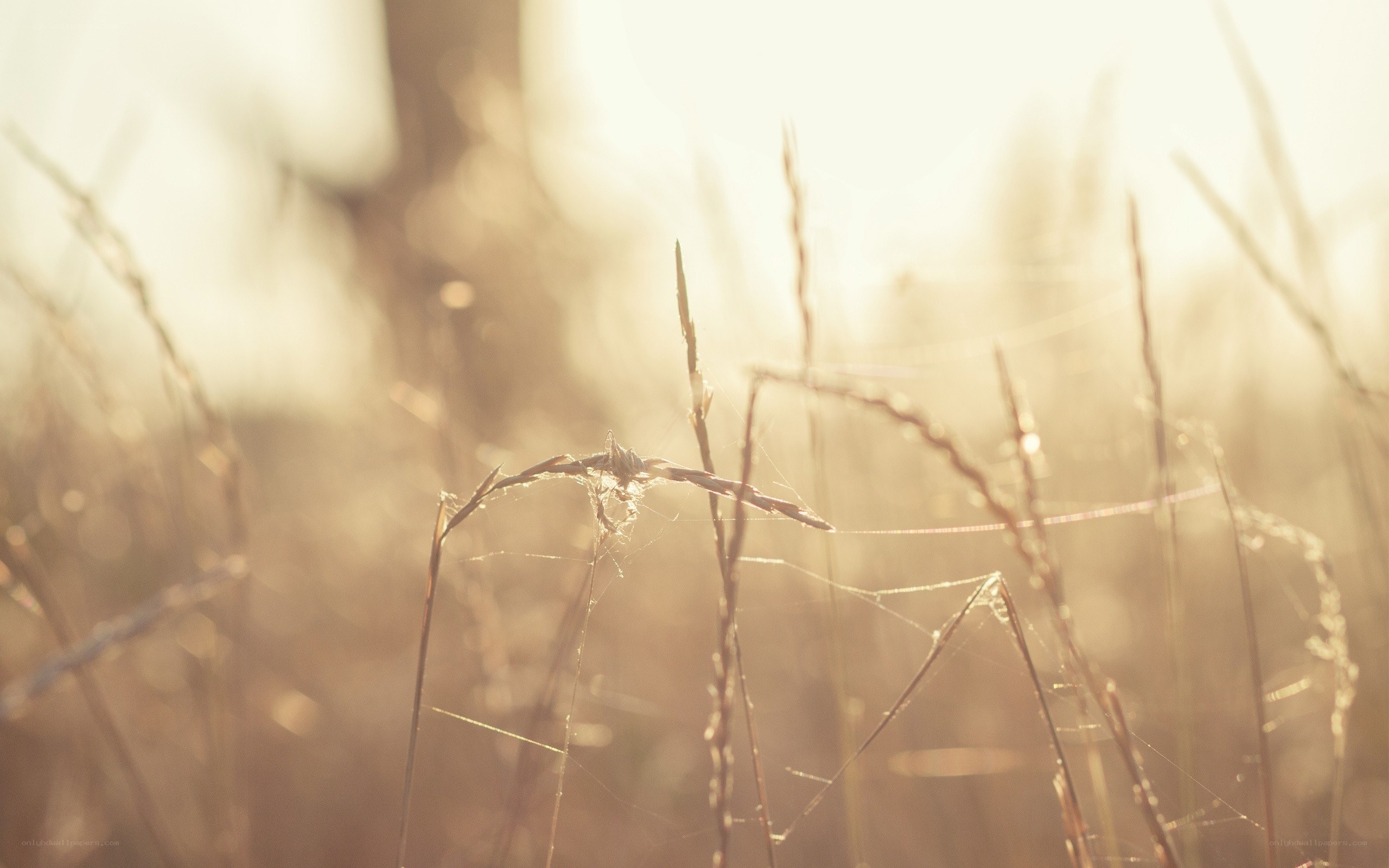 Sunlit grass with spiderweb