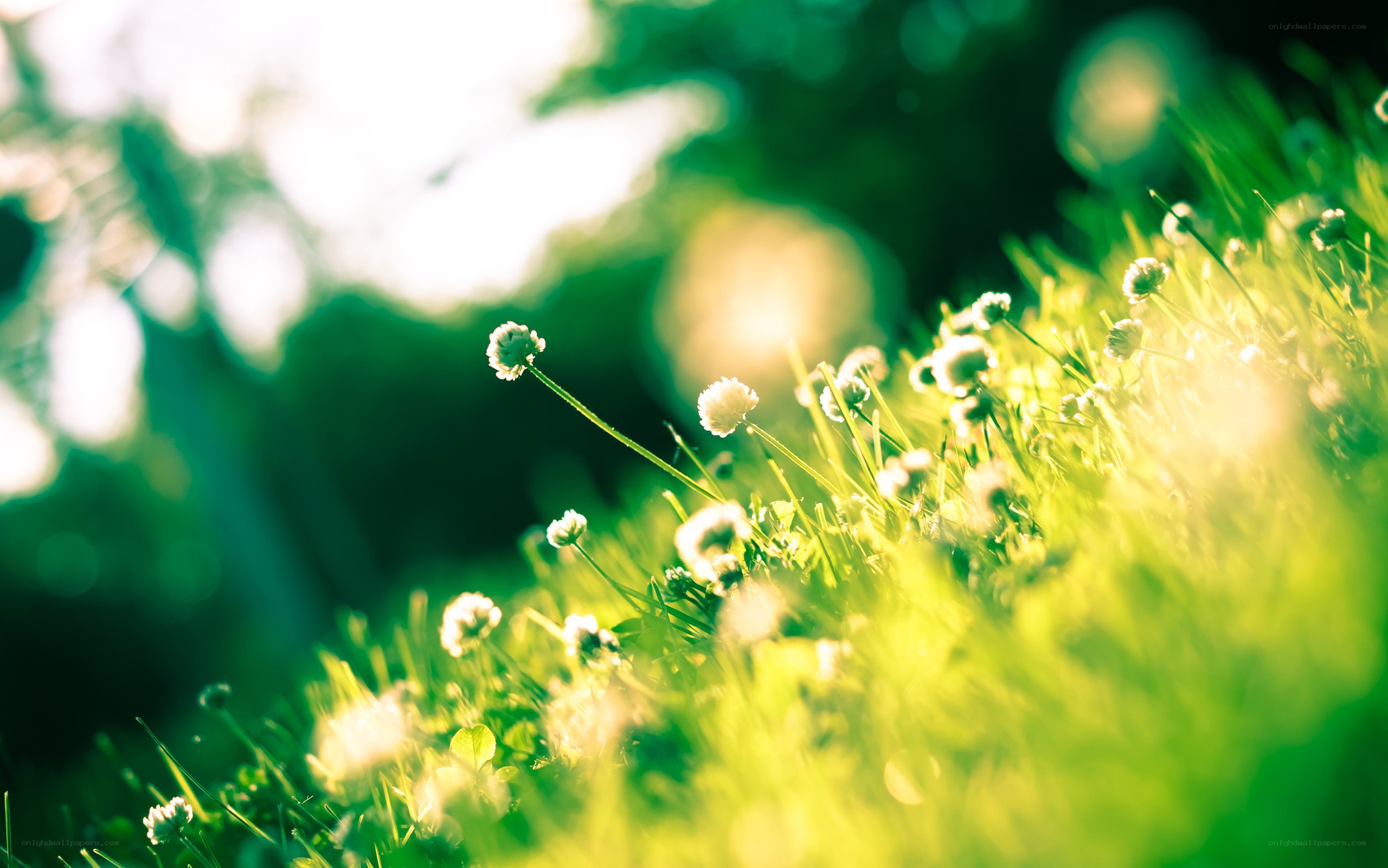 Sunlit grass with white flowers