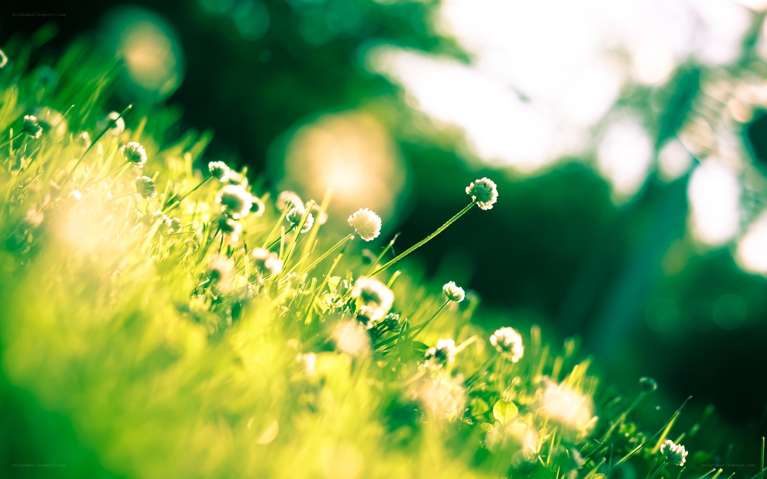 Sunlit grass with white flowers