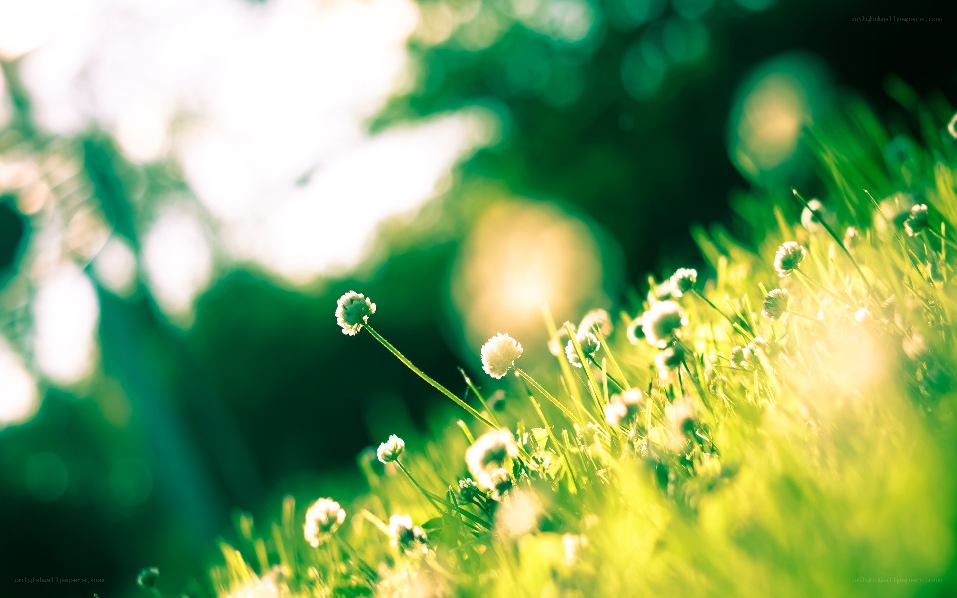 Sunlit grass with white flowers