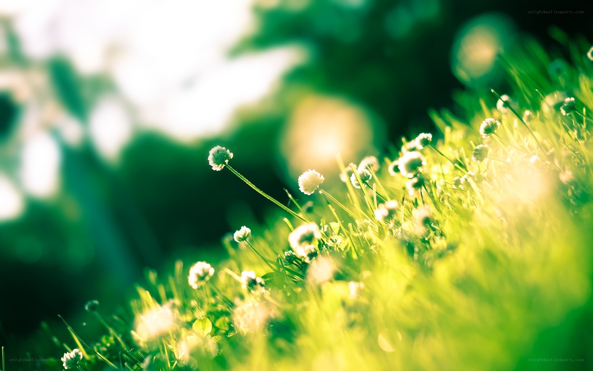 Sunlit grass with white flowers