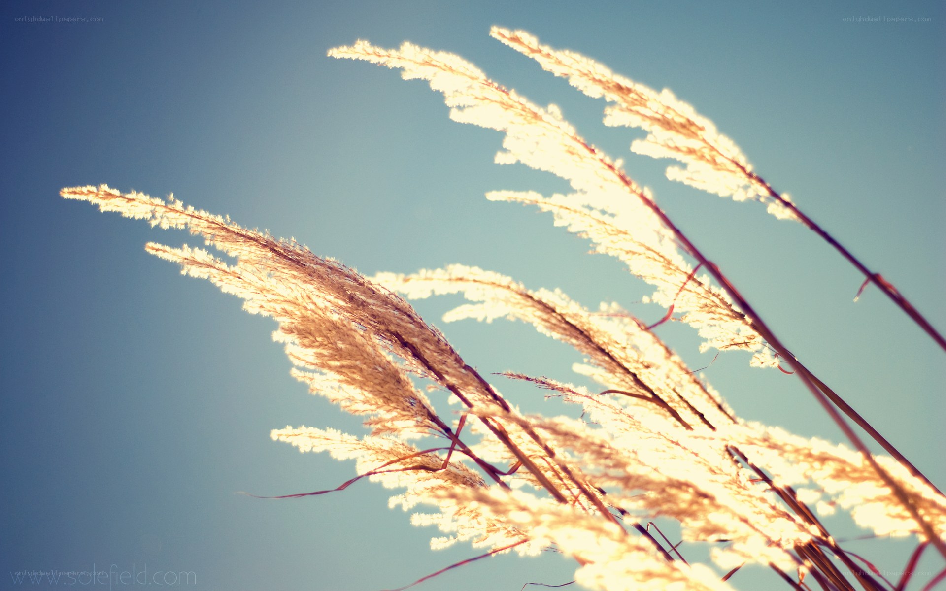 Sunlit grasses against blue sky