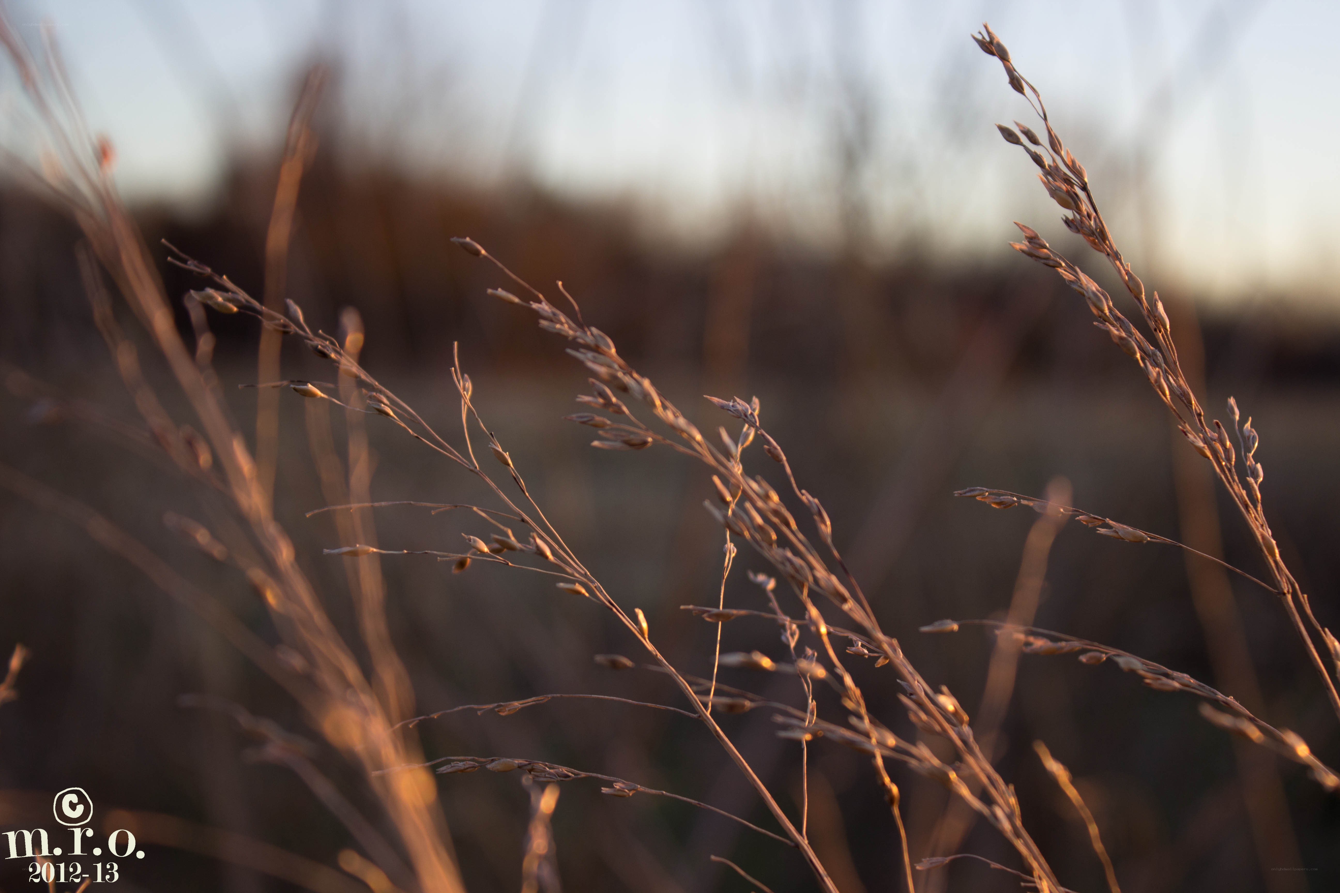 Sunlit grasses at dusk