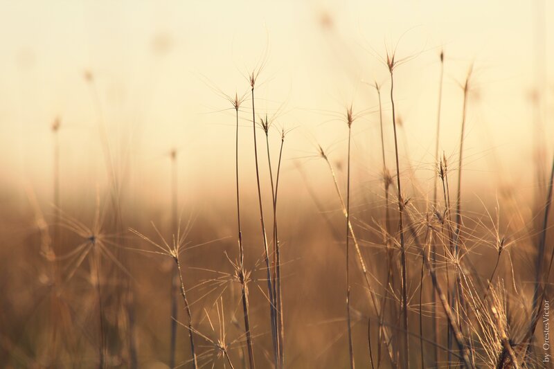 Sunlit grasses at golden hour