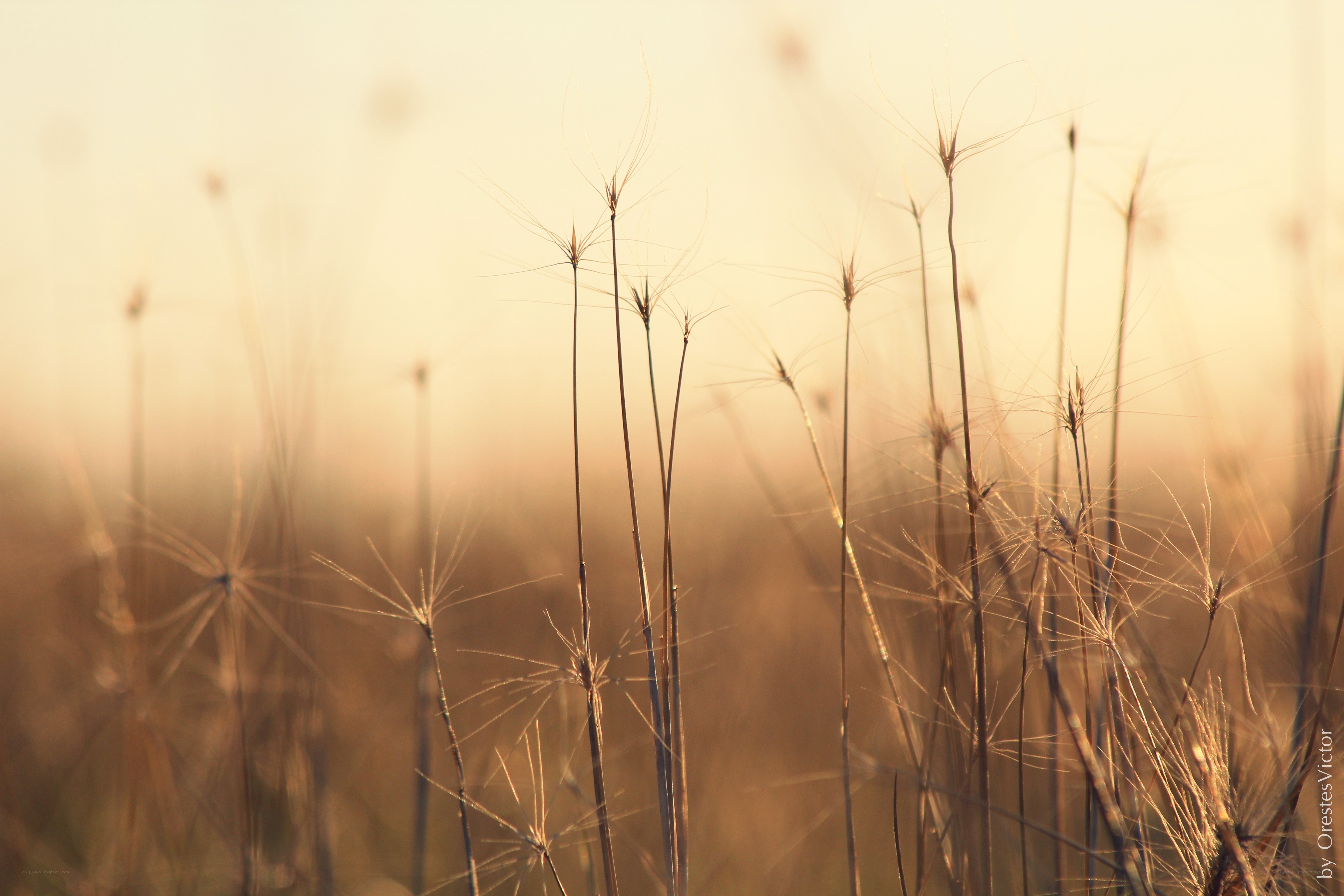Sunlit grasses at golden hour