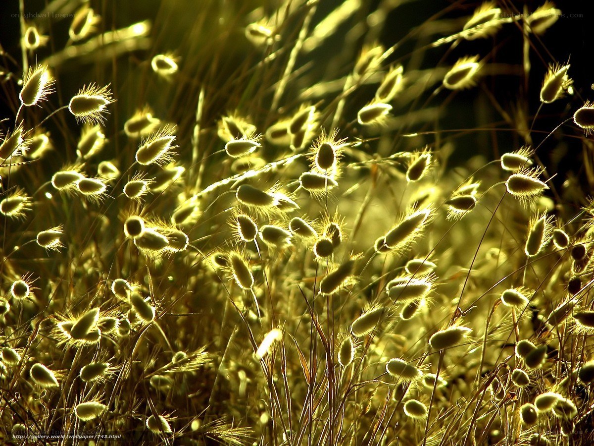 Sunlit grasses at golden hour