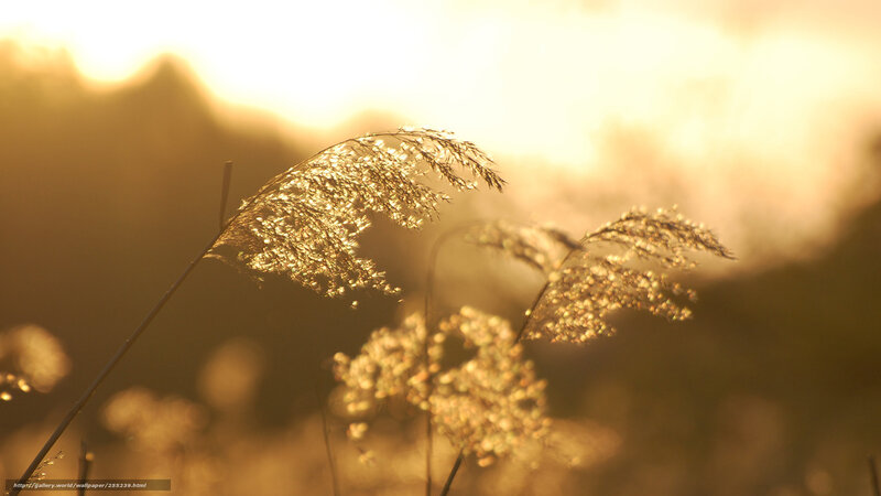 Sunlit grasses at sunset