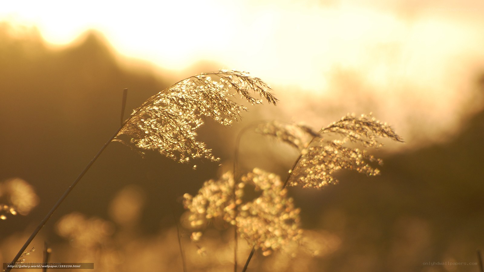 Sunlit grasses at sunset