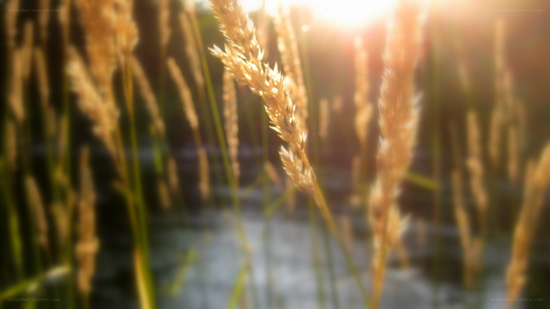 sunlit grasses at sunset