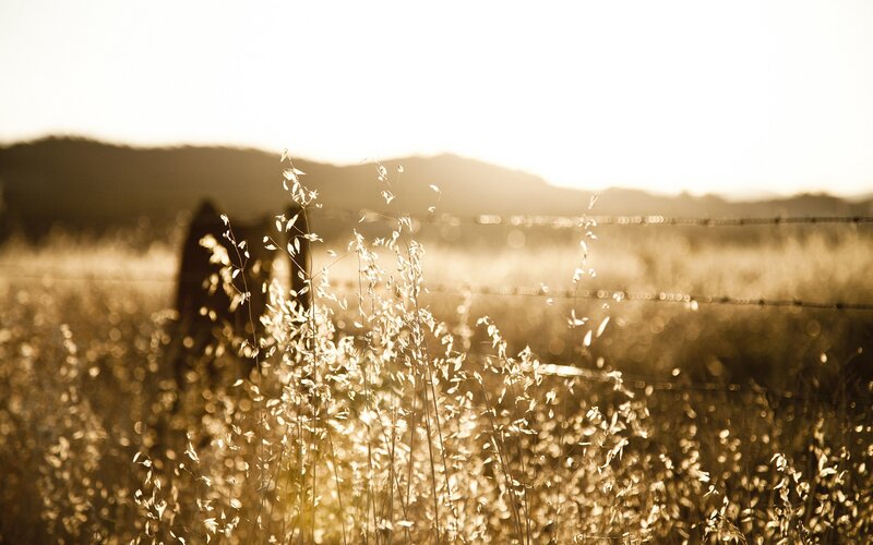 Sunlit grasses at sunset