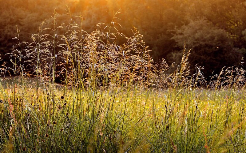 Sunlit grasses at sunset