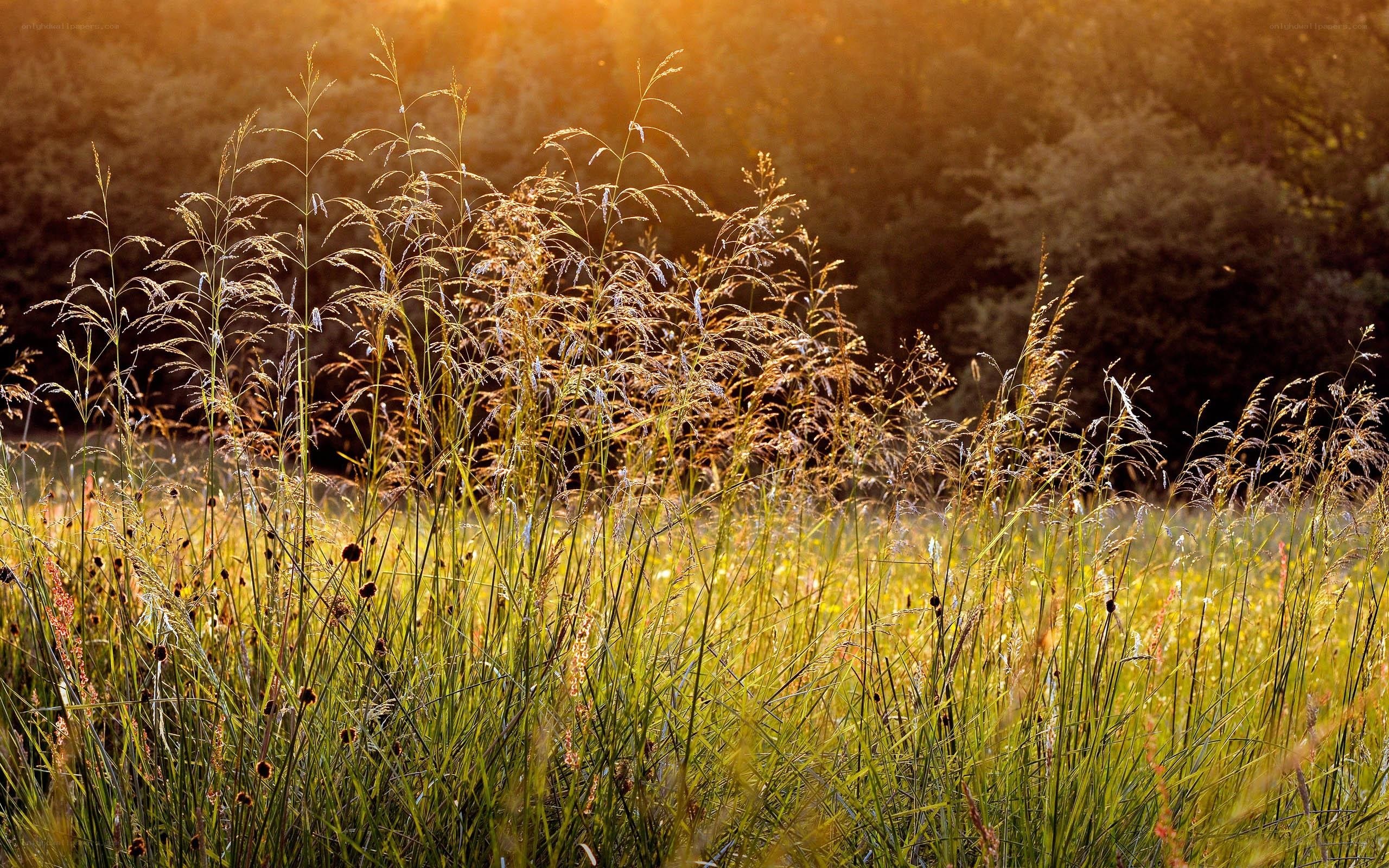 Sunlit grasses at sunset