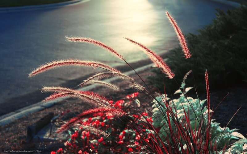 Sunlit grasses by the road