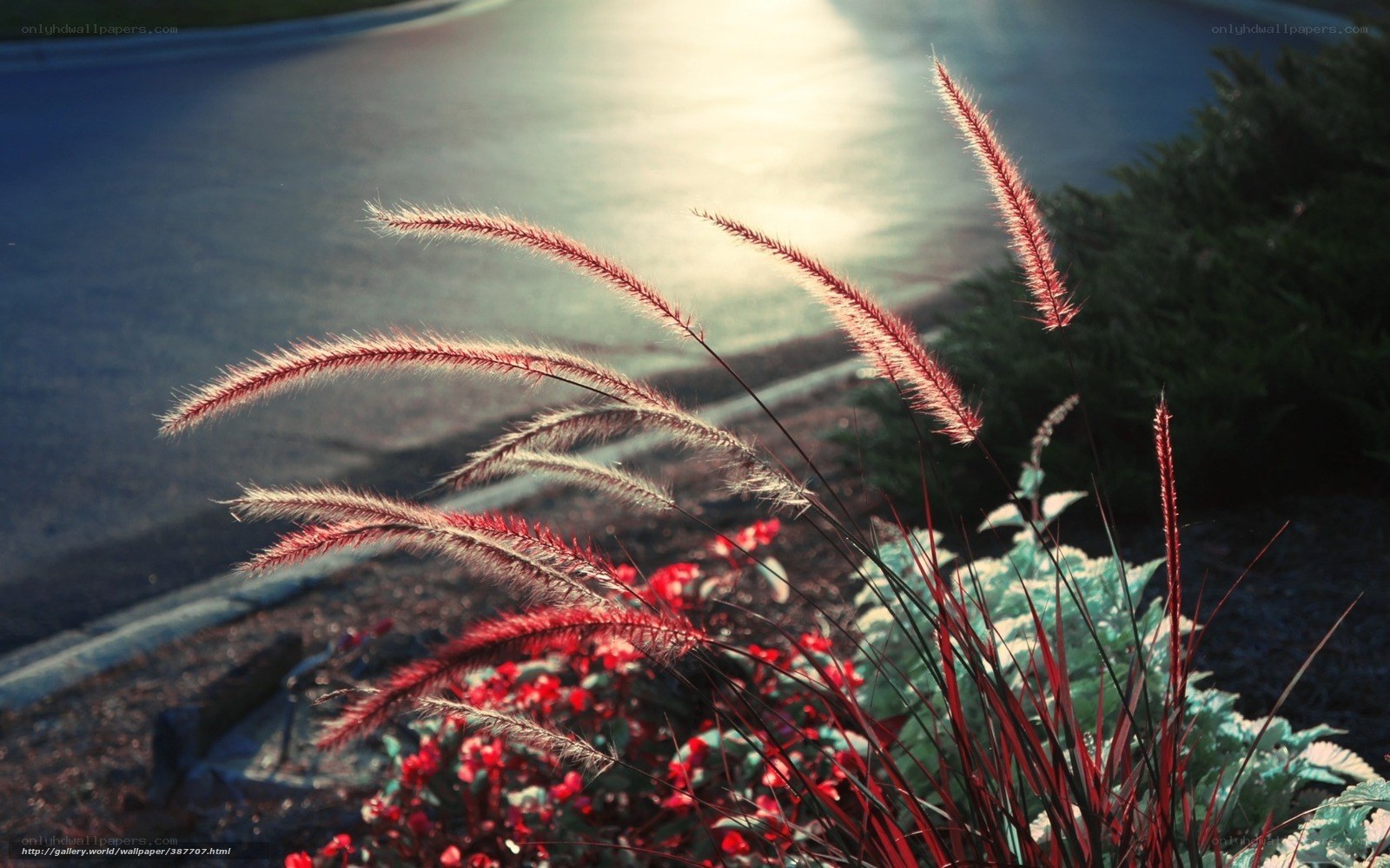Sunlit grasses by the road