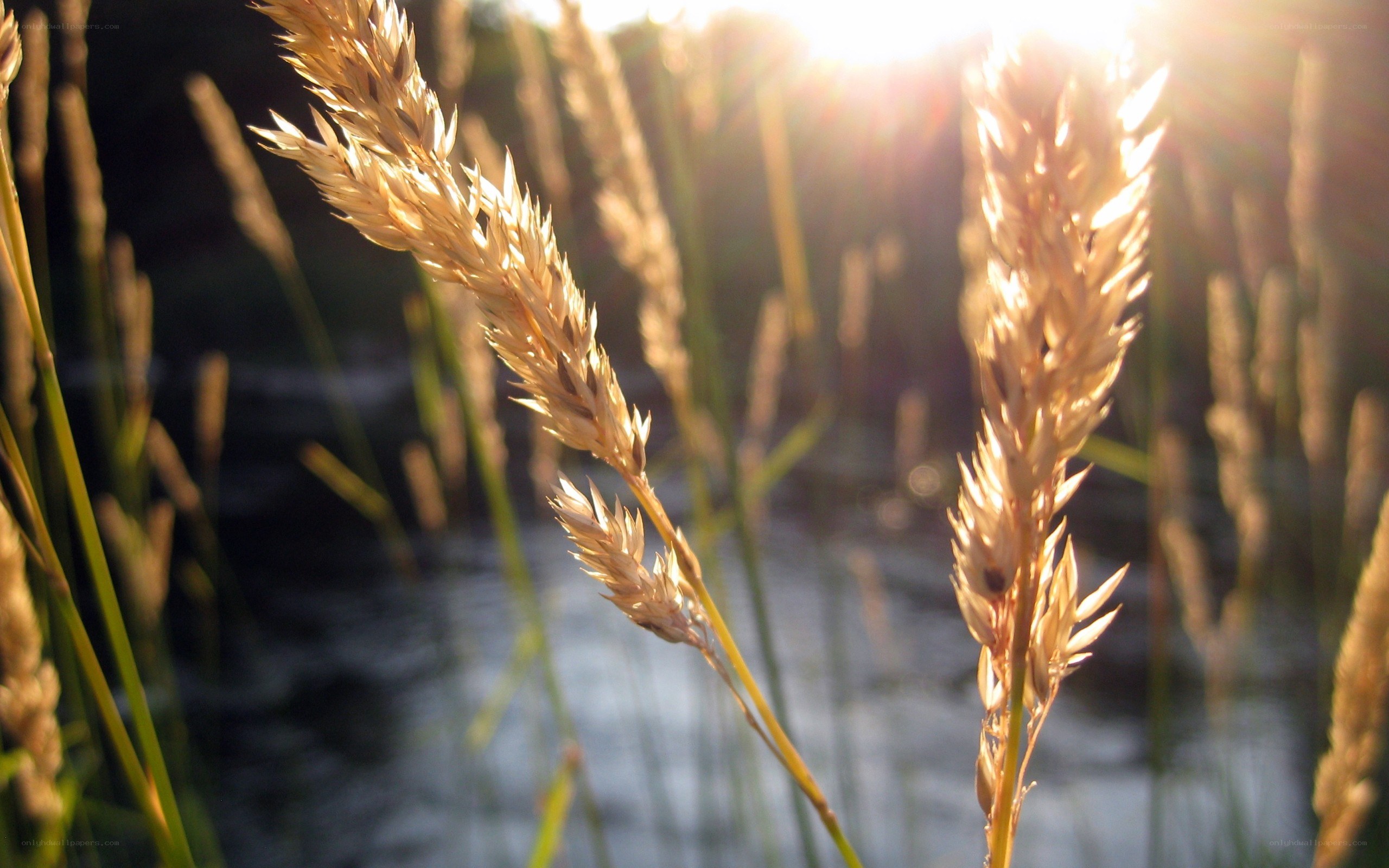 Sunlit grasses by the water