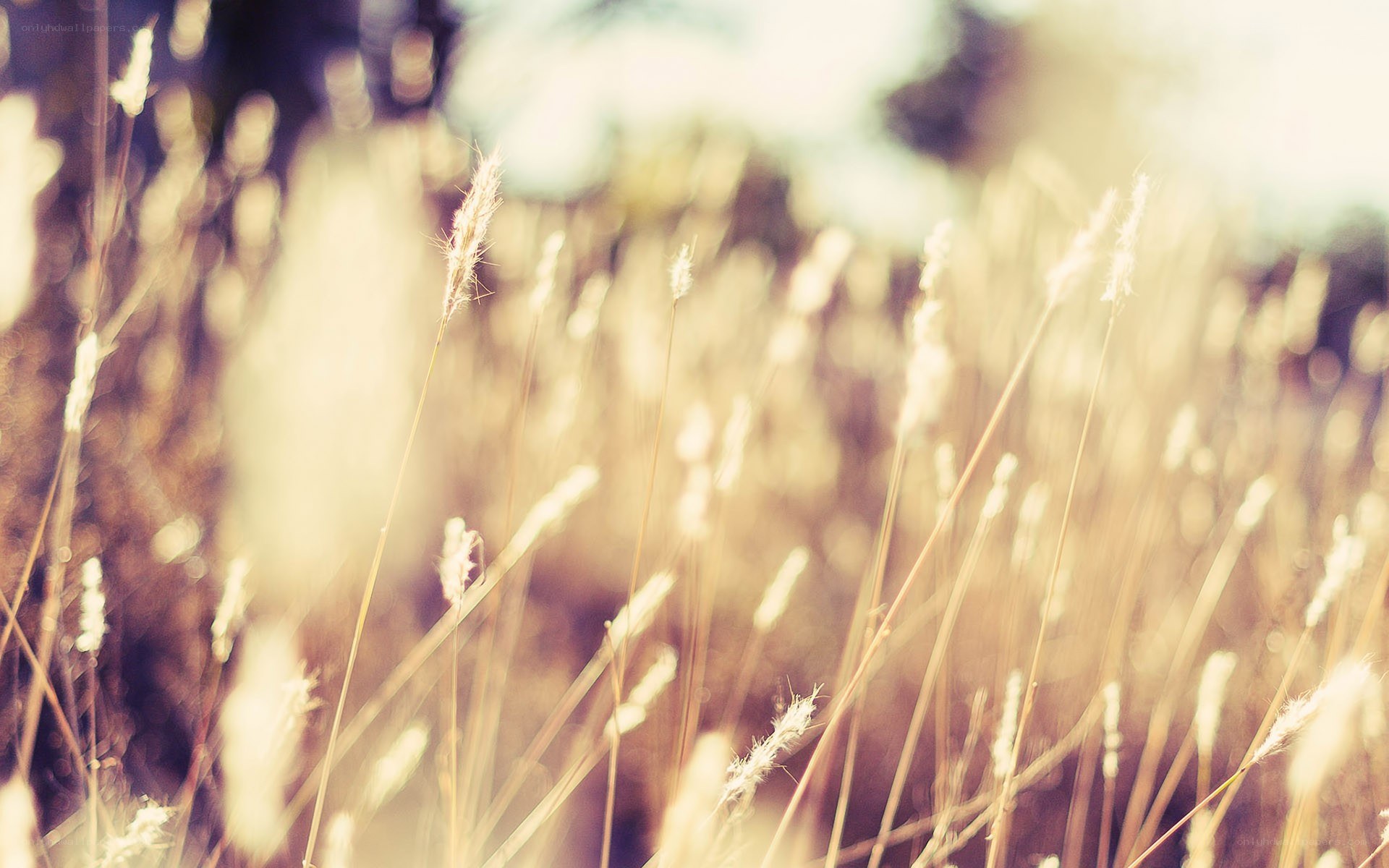 Sunlit grasses in a field