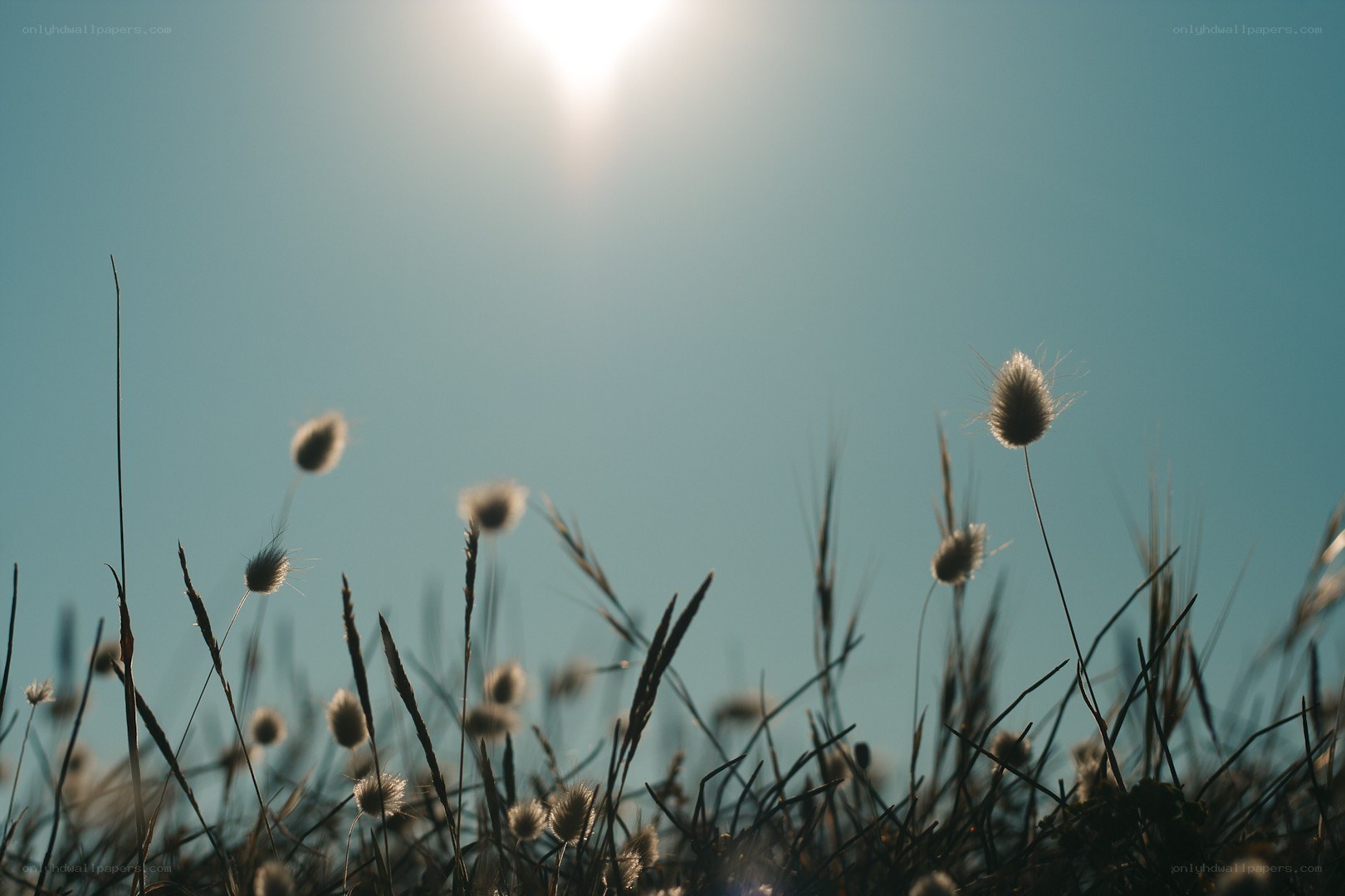 Sunlit grasses in a field