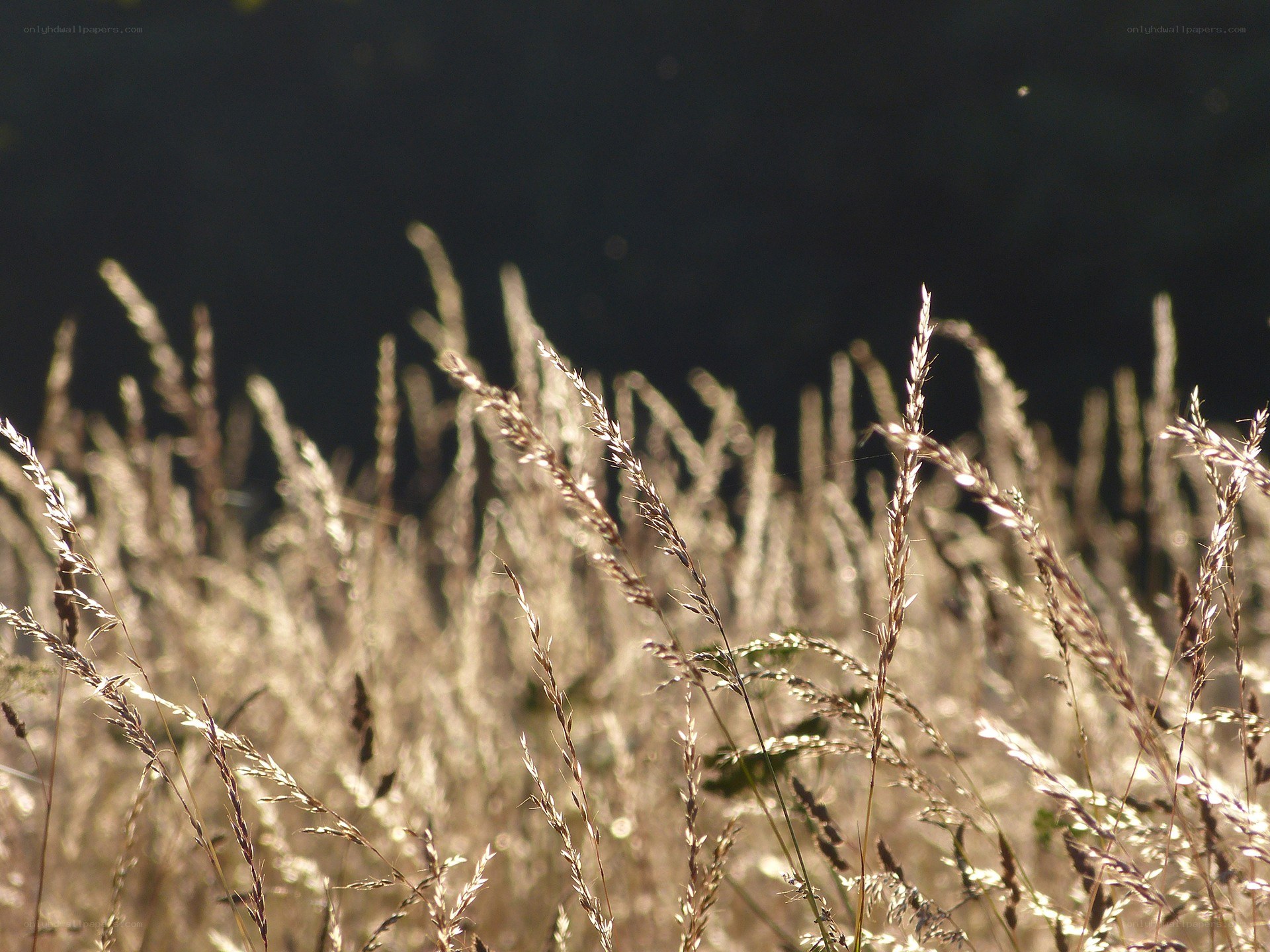 Sunlit grasses in a field