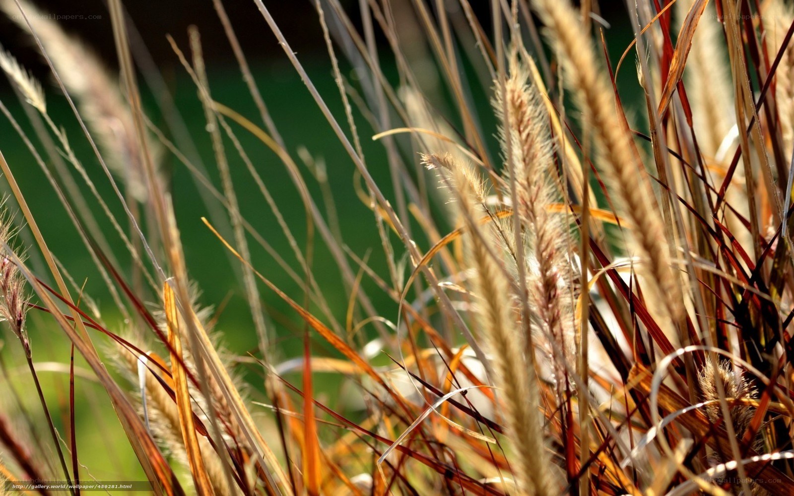 Sunlit grasses in a field