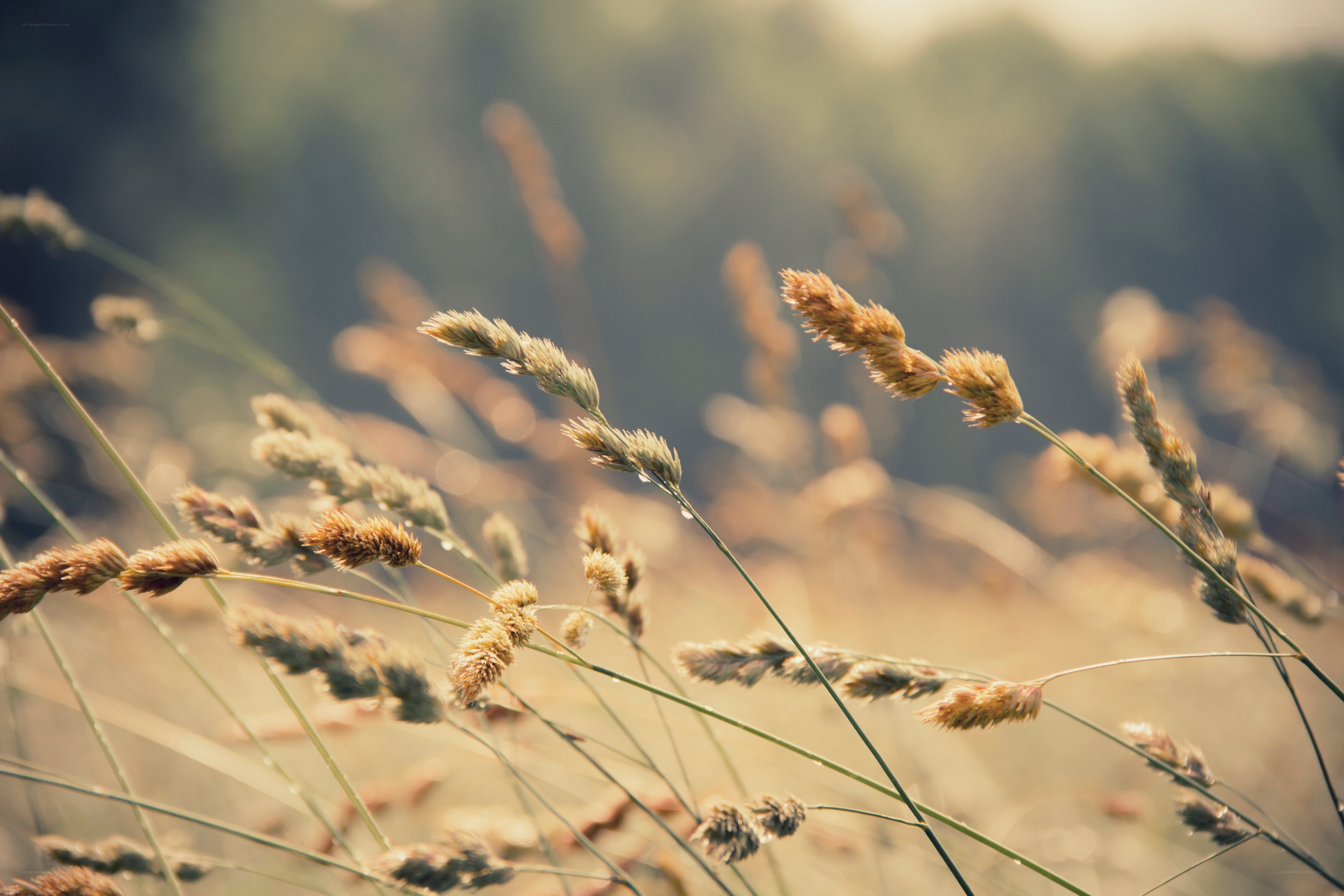 Sunlit grasses in a field