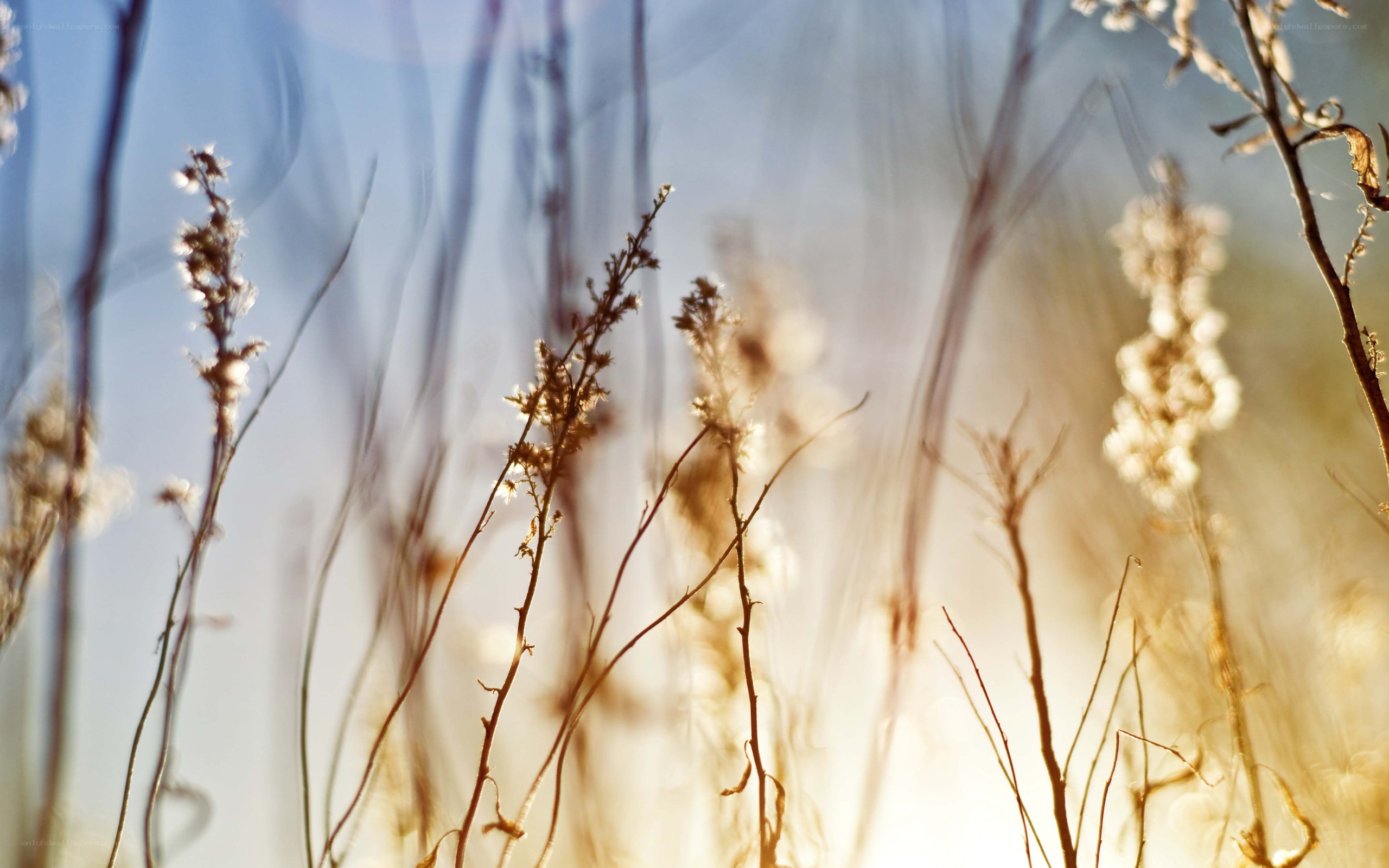 Sunlit grasses in a field