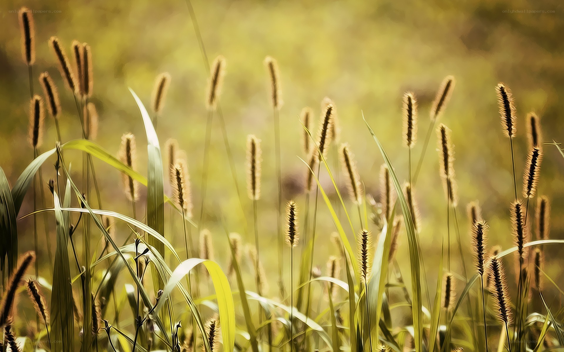 Sunlit grasses in a field