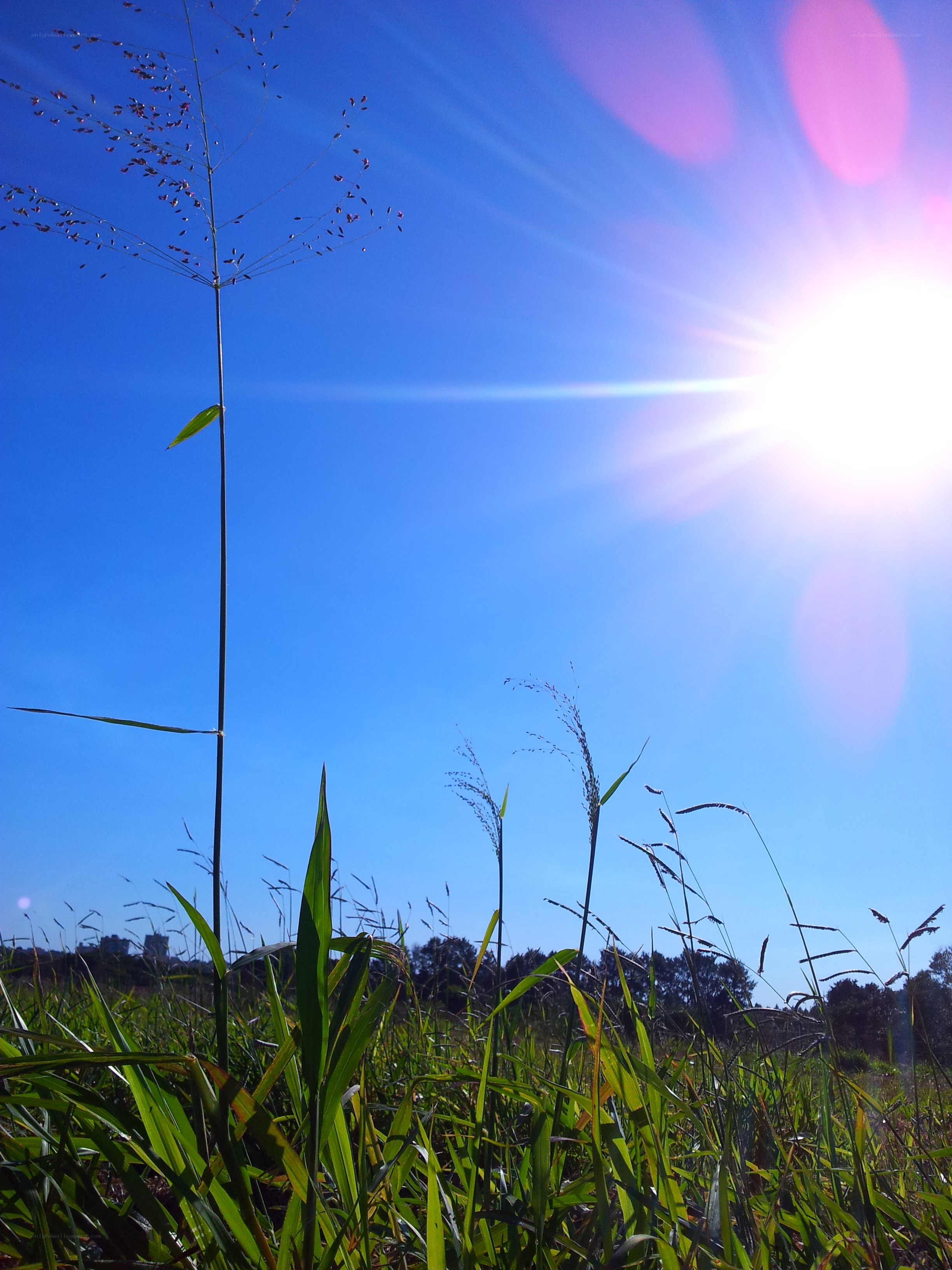 Sunlit grasses in a field