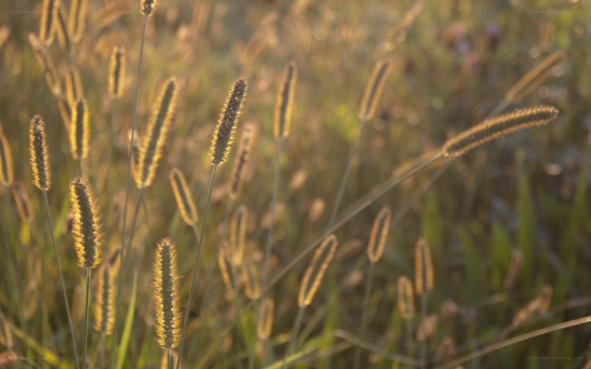 Sunlit grasses in a field