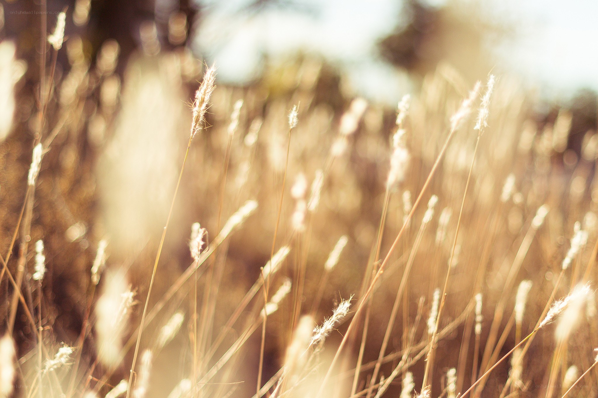 sunlit grasses in a field