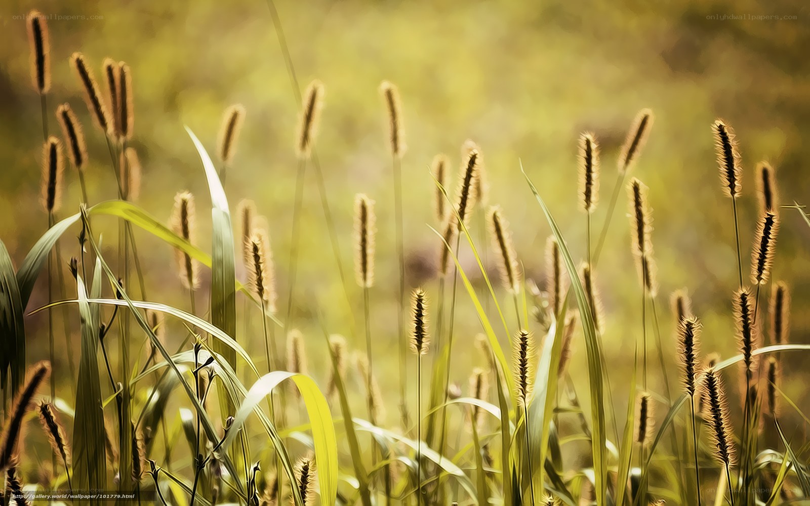 Sunlit grasses in a field