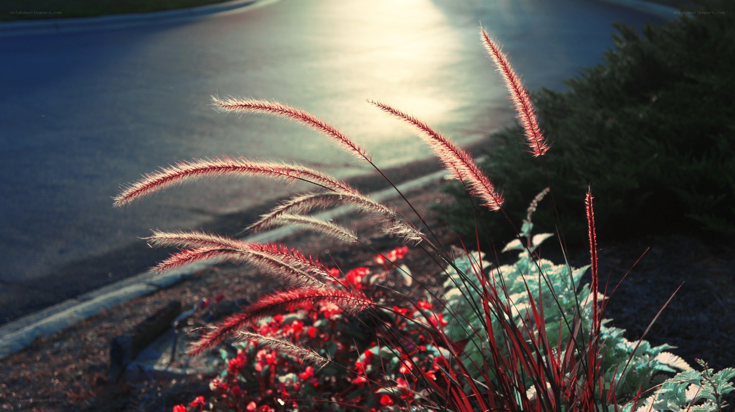 Sunlit grasses in a garden