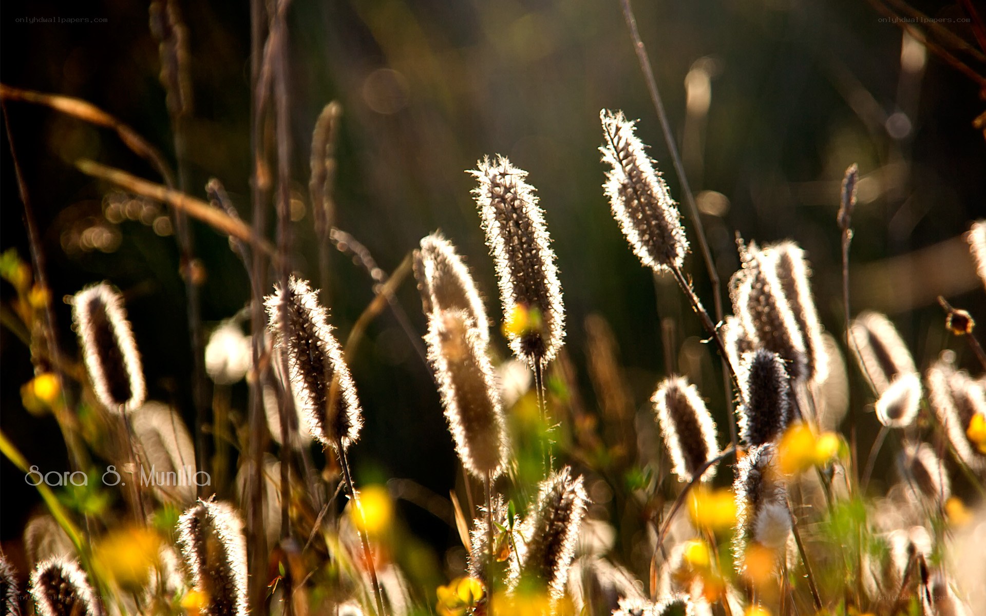 Sunlit grasses in a meadow