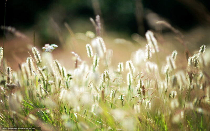 Sunlit grasses in a meadow