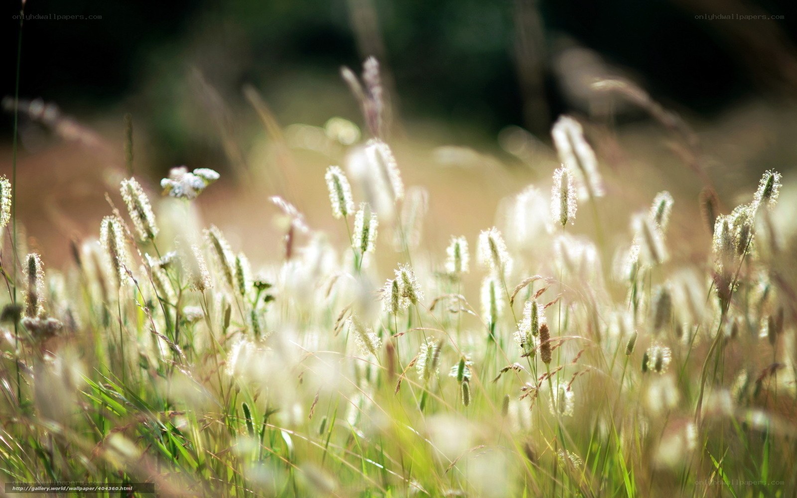 Sunlit grasses in a meadow