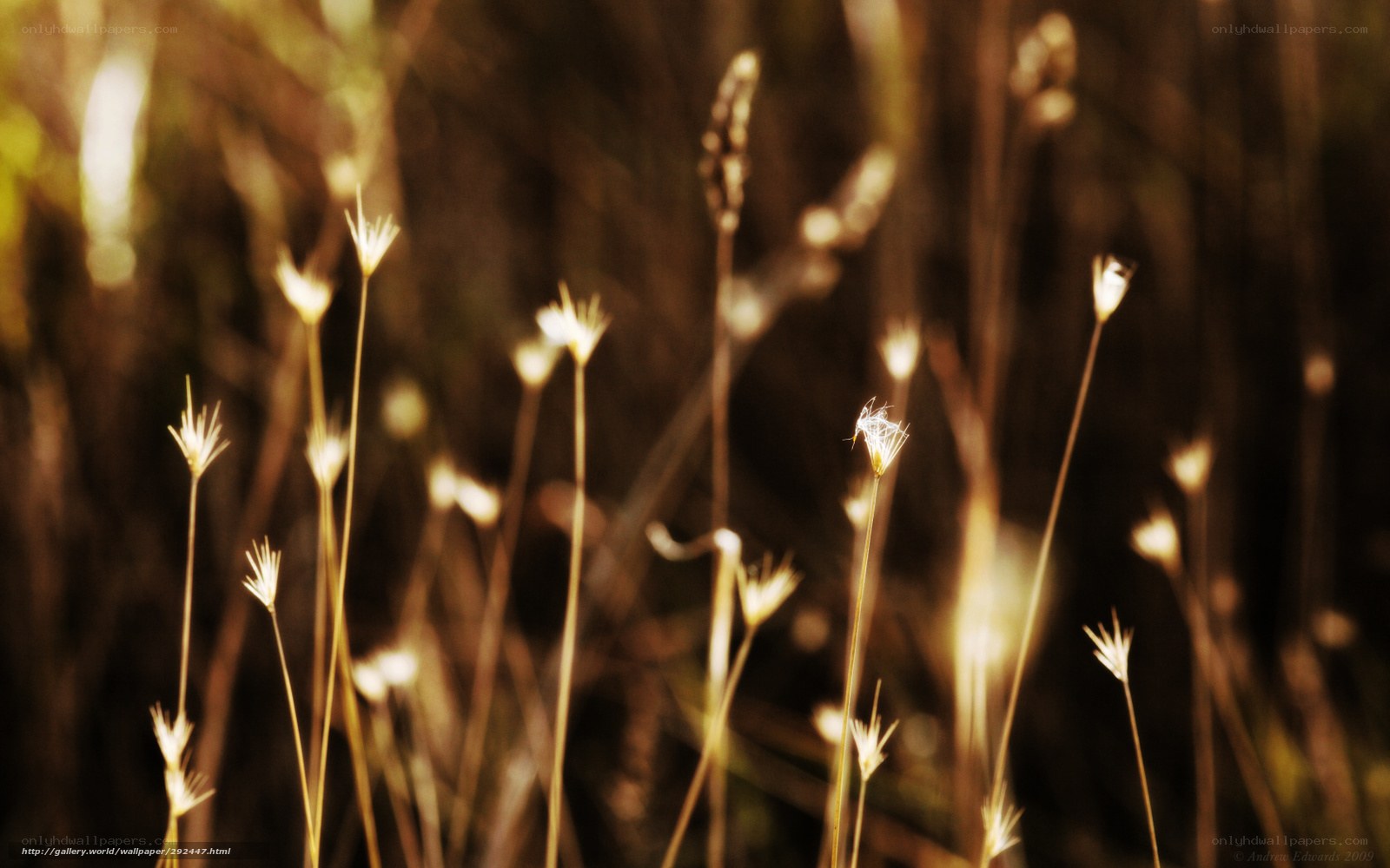 Sunlit grasses in golden light
