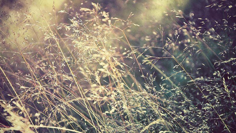 Sunlit grasses in soft focus