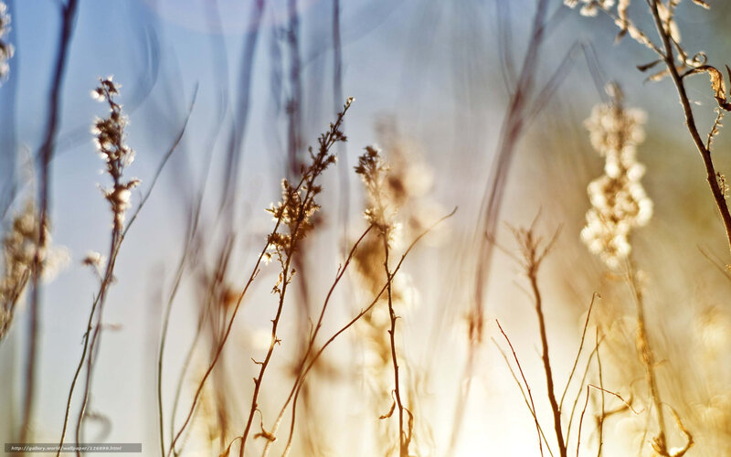 Sunlit grasses in soft focus
