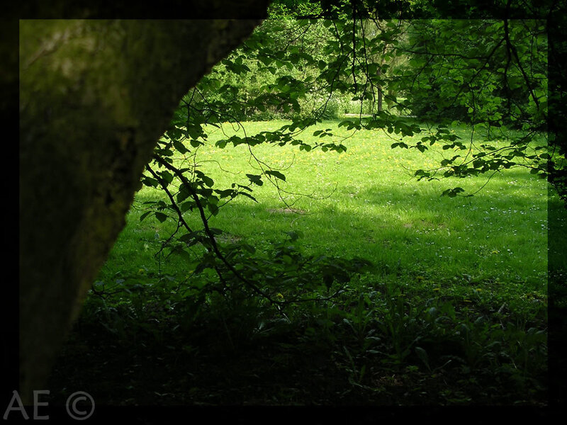Sunlit Grassy Clearing