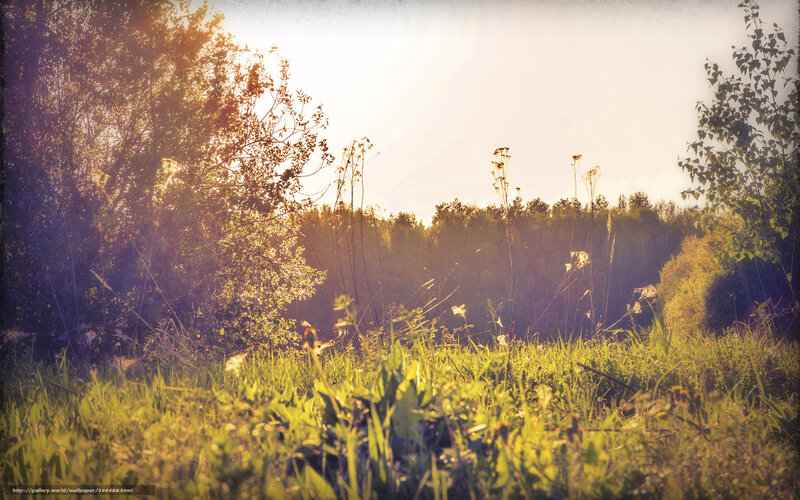 Sunlit Grassy Field
