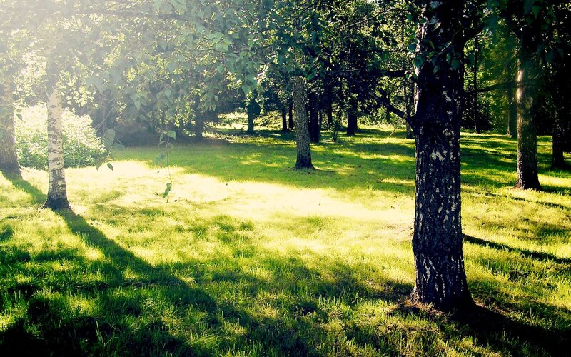 Sunlit Grassy Forest