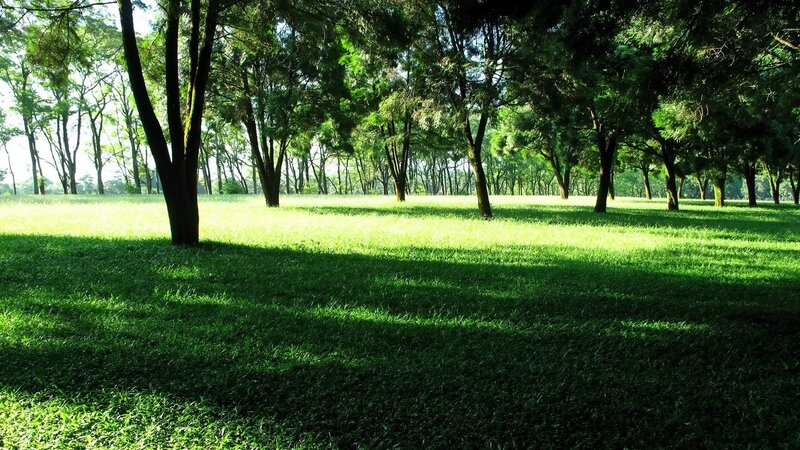 Sunlit Grassy Park — Green