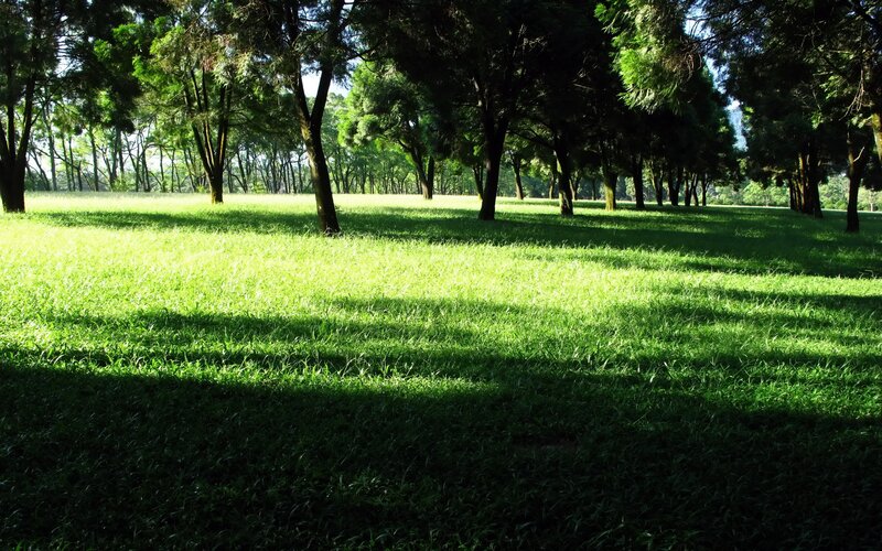 Sunlit grassy park
