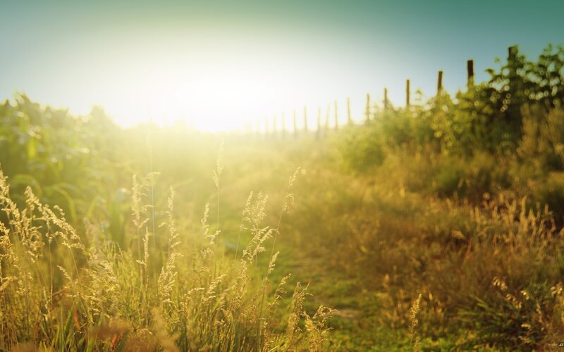 Sunlit Grassy Path